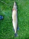 Hauki 5,00 kg
