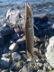 Hauki 500 g