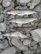 Hauki 4,00 kg