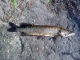 Hauki 1,30 kg