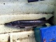 Hauki 2,00 kg