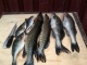 Hauki 7,00 kg