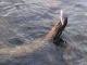 Hauki 1,35 kg