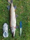Hauki 3,10 kg