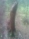 Hauki 1,50 kg