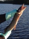 Hauki 1,50 kg