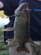Hauki 1,18 kg