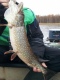Hauki 1,80 kg