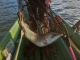 Hauki 7,50 kg