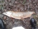 Hauki 2,95 kg