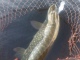 Hauki 9,50 kg