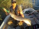 Hauki 6,88 kg