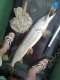 Hauki 5,90 kg