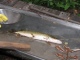 Hauki 600 g
