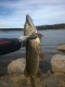 Hauki 2,23 kg