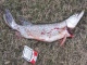Hauki 1,14 kg
