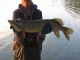Hauki 1,40 kg