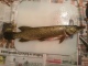 Hauki 1,01 kg