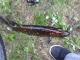 Hauki 1,19 kg