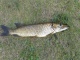 Hauki 1,22 kg