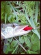 Hauki 200 g