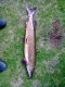 Hauki 3,60 kg