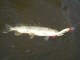 Hauki 1,50 kg