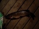 Hauki 1,10 kg