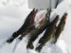 Hauki 21,00 kg