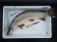 Hauki 4,05 kg