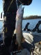 Hauki 3,98 kg