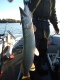 Hauki 4,68 kg