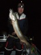 Hauki 5,14 kg