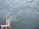 Hauki 6,00 kg