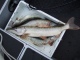 Hauki 3,50 kg