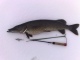 Hauki 4,81 kg