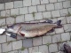 Hauki 9,52 kg