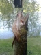 Hauki 2,25 kg