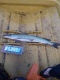 Hauki 3,00 kg