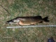 Hauki 3,20 kg