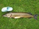 Hauki 5,40 kg