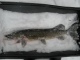 Hauki 4,41 kg