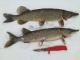 Hauki 1,00 kg