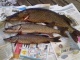 Hauki 4,00 kg