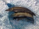 Hauki 2,00 kg