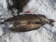 Hauki 2,00 kg