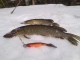 Hauki 2,00 kg