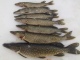 Hauki 4,02 kg