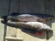 Hauki 1,20 kg