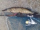 Hauki 950 g